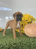Jeni, a female Boxer for sale in Lagrange, IN – Photo 4 of 4