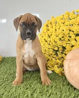 Jeni, a female Boxer for sale in Lagrange, IN – Photo 1 of 4