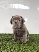 Lexi, a female Olde English Bulldogge for sale in Lagrange, IN – 3 of 5