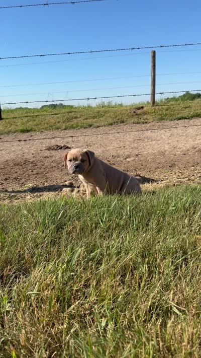 Luna , a female Olde English Bulldogge for sale in Lagrange, IN – 6 of 6