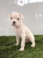 Messi, a male Boxer for sale in Lagrange, IN – 4 of 5