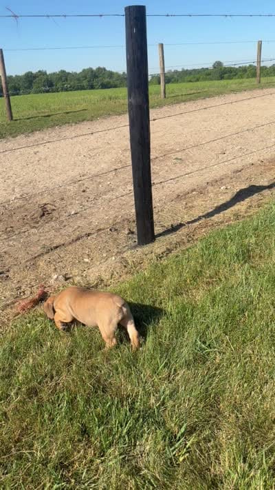 Molly, a female Olde English Bulldogge for sale in Lagrange, IN – 5 of 5