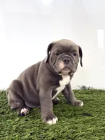 Lara, a female Olde English Bulldogge for sale in Lagrange, IN – 3 of 5