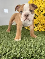 Terry, a male Olde English Bulldogge for sale in Lagrange, IN – Photo 4 of 4