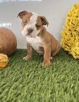 Terry, a male Olde English Bulldogge for sale in Lagrange, IN – Photo 2 of 4