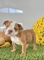 Terry, a male Olde English Bulldogge for sale in Lagrange, IN – Photo 3 of 4