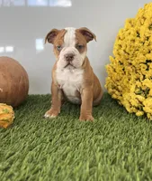 Terry, a male Olde English Bulldogge for sale in Lagrange, IN – Photo 1 of 4