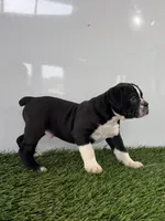 Bentley , a male Olde English Bulldogge for sale in Lagrange, IN – 3 of 5