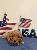 Firecracker, a male Cavapoo for sale in Lagrange, IN – 2 of 6