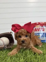 Wrigley, a female Cavapoo for sale in Lagrange, IN – 1 of 7