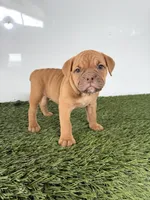 Nancy, a female Olde English Bulldogge for sale in Lagrange, IN – 4 of 5
