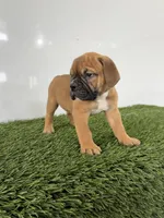 Max, a male Olde English Bulldogge for sale in Lagrange, IN – 4 of 5