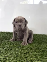 Lexi, a female Olde English Bulldogge for sale in Lagrange, IN – 4 of 5