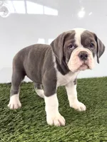 Leah, a female Olde English Bulldogge for sale in Lagrange, IN – 2 of 5