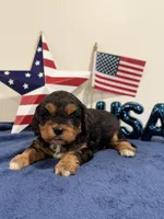 Freedom, a male Cavapoo for sale in Lagrange, IN – 2 of 6