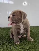 Lane, a male Olde English Bulldogge for sale in Lagrange, IN – 4 of 5