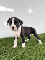 Mylo, a male Boxer for sale in Lagrange, IN – 4 of 5
