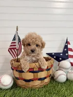Slugger, a male Cavapoo for sale in Lagrange, IN – 5 of 7