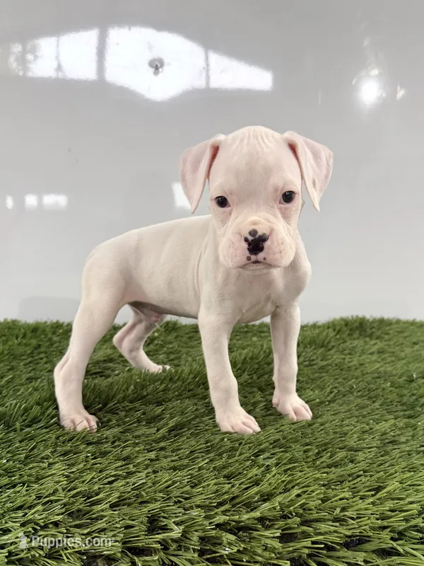 Messi – Boxer puppy for sale in Lagrange, IN