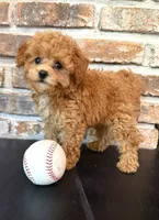 Bunt Toy F1, a male Cavapoo for sale in Lagrange, IN – 5 of 6