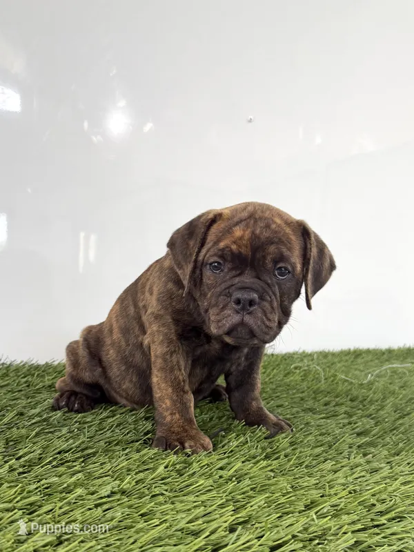 Laken – Olde English Bulldogge puppy for sale in Lagrange, IN