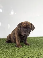 Laken, a female Olde English Bulldogge for sale in Lagrange, IN – 1 of 5