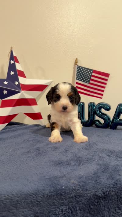 Yankee, a male Cavapoo for sale in Lagrange, IN – 7 of 7