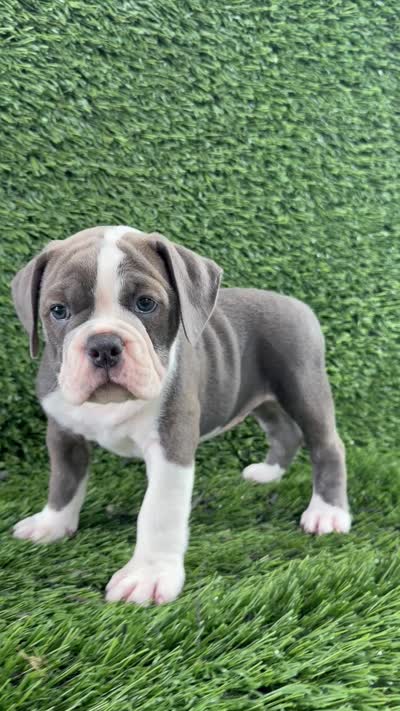 Liv, a female Olde English Bulldogge for sale in Lagrange, IN – 5 of 5