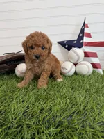 Wrigley, a female Cavapoo for sale in Lagrange, IN – 5 of 7