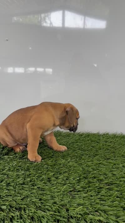 Max, a male Olde English Bulldogge for sale in Lagrange, IN – 5 of 5