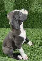Jana, a female Boxer for sale in Lagrange, IN – 3 of 4