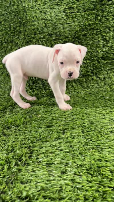 Messi, a male Boxer for sale in Lagrange, IN – 5 of 5