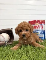 Wrigley, a female Cavapoo for sale in Lagrange, IN – 4 of 7