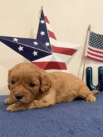 Firecracker, a male Cavapoo for sale in Lagrange, IN – 3 of 6