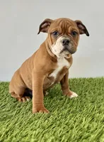 Jackson, a male Olde English Bulldogge for sale in Lagrange, IN – Photo 1 of 3