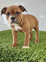 Jackson, a male Olde English Bulldogge for sale in Lagrange, IN – Photo 2 of 3
