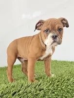 Jackson, a male Olde English Bulldogge for sale in Lagrange, IN – Photo 3 of 3