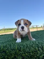Milo, a male Olde English Bulldogge for sale in Lagrange, IN – 2 of 5