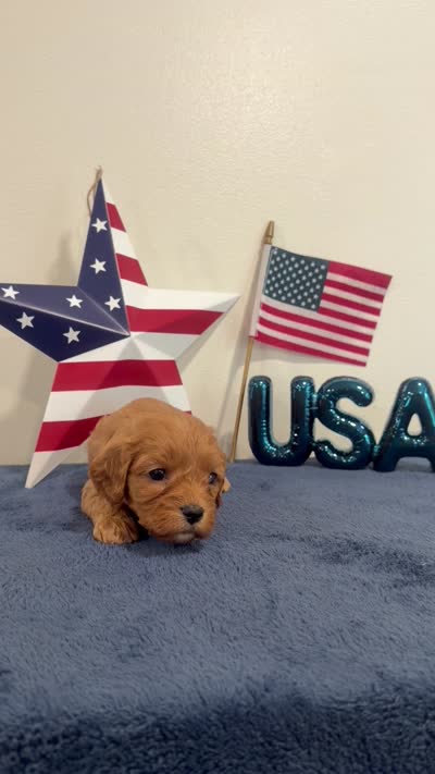 Firecracker, a male Cavapoo for sale in Lagrange, IN – 6 of 6