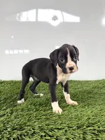 Myla, a female Boxer for sale in Lagrange, IN – 4 of 5