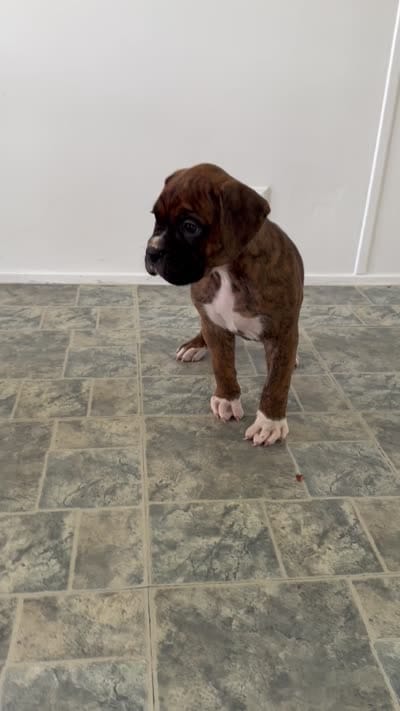 Marlee, a female Boxer for sale in Lagrange, IN – 5 of 5