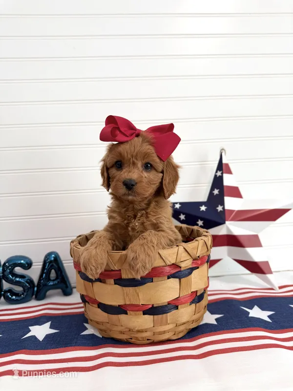 Liberty – Cavapoo puppy for sale in Lagrange, IN