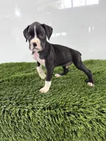 Mylan, a male Boxer for sale in Lagrange, IN – 4 of 5