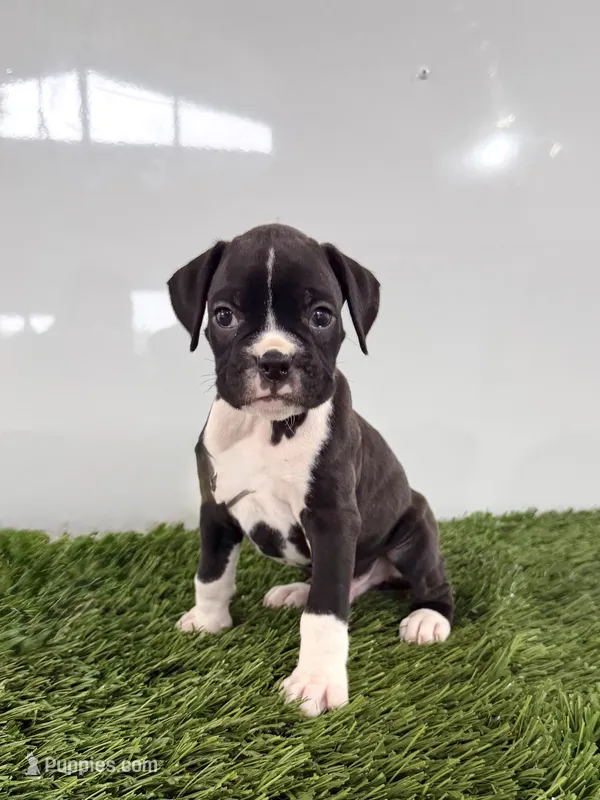 Murphy – Boxer puppy for sale in Lagrange, IN