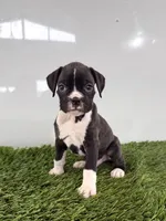Murphy, a male Boxer for sale in Lagrange, IN – 1 of 5