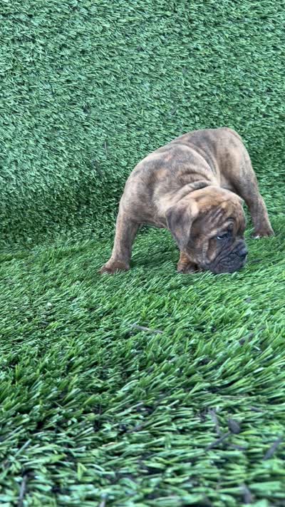 Bubba, a female Olde English Bulldogge for sale in Lagrange, IN – 6 of 6