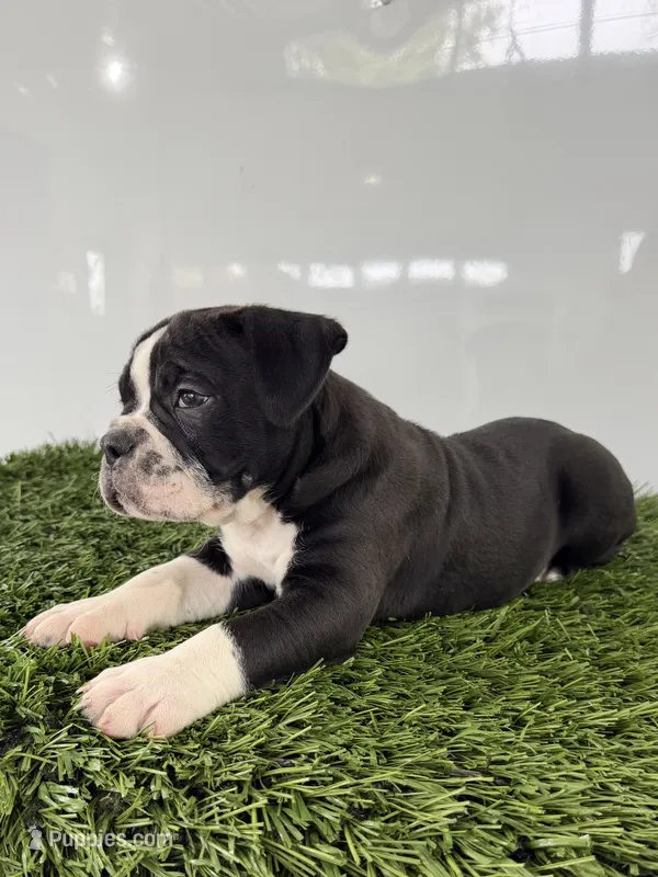 Bentley  – Olde English Bulldogge puppy for sale in Lagrange, IN