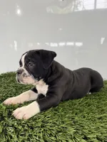 Bentley , a male Olde English Bulldogge for sale in Lagrange, IN – 1 of 5
