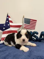 Yankee, a male Cavapoo for sale in Lagrange, IN – 4 of 7