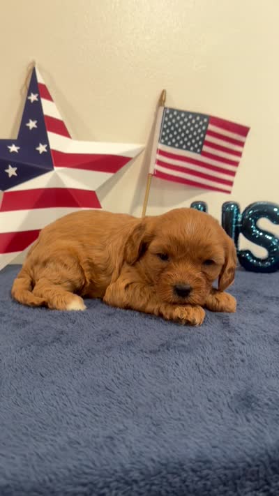 Liberty, a male Cavapoo for sale in Lagrange, IN – 5 of 5